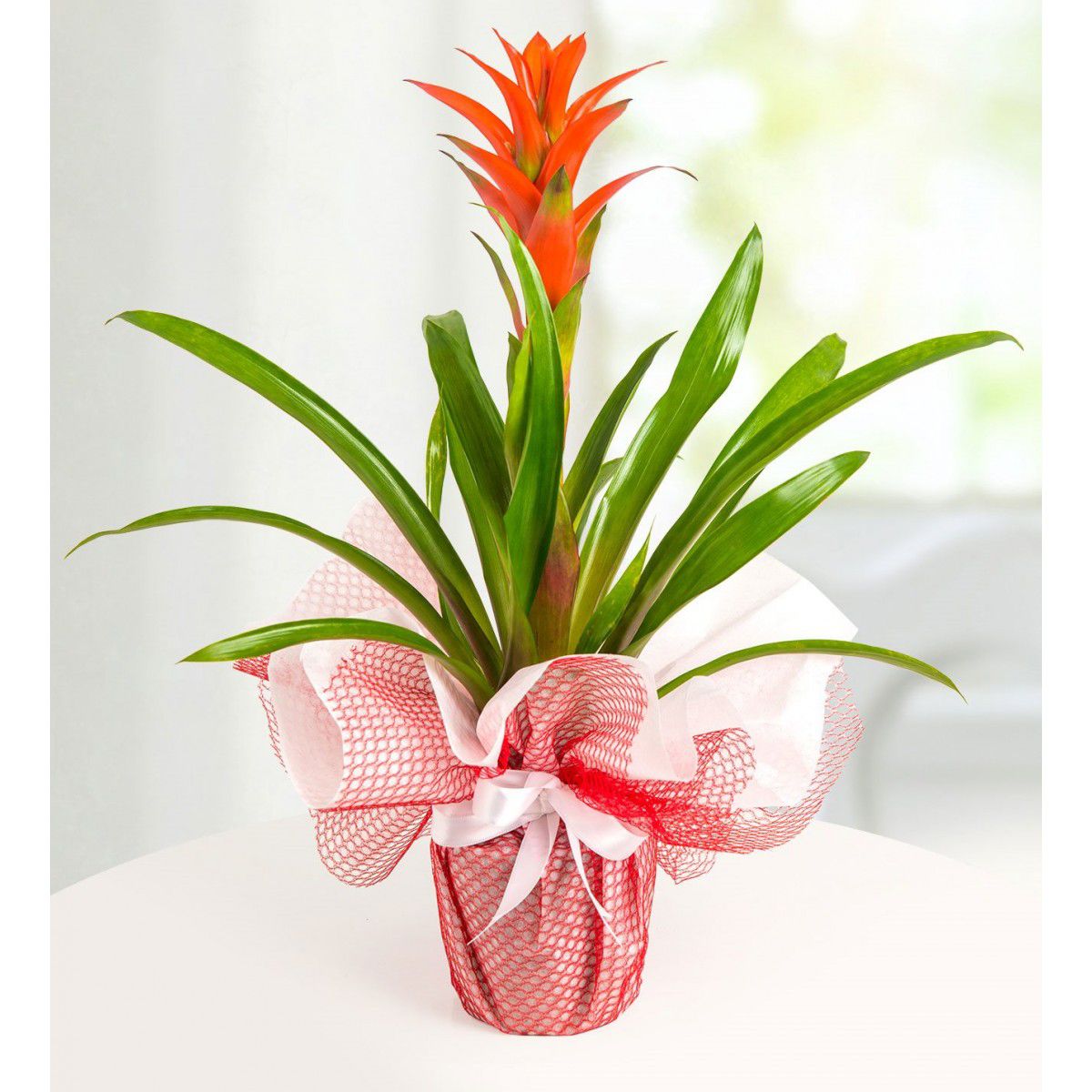 f1cf451d-ea3d-4293-acf7-e6f947020390 Guzmania Çiçeği - Görsel 1