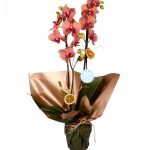 Phalaenopsis Orkide